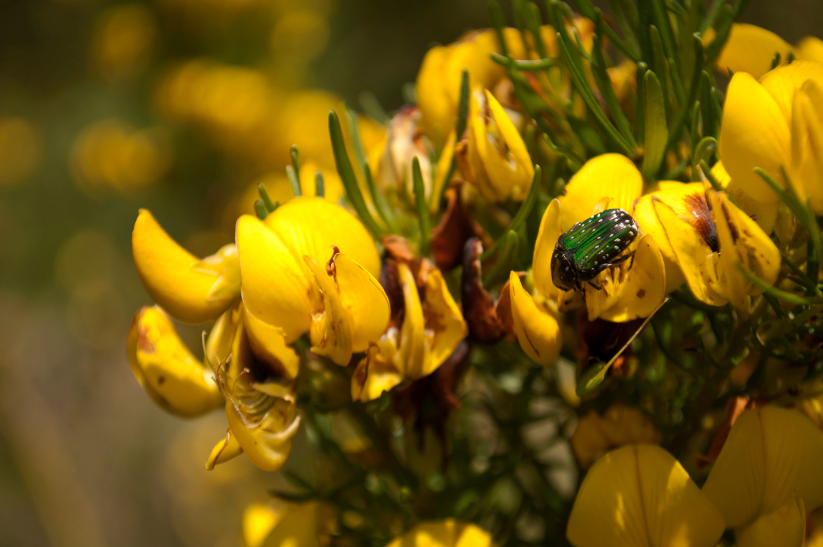 Nigiro honeybush biodiversity