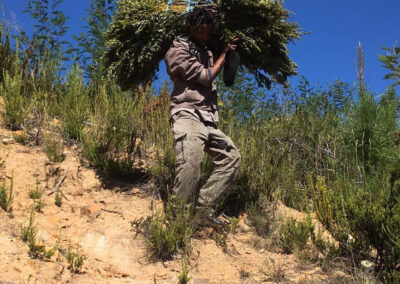 Nigiro wild harvesting honeybush in the langkloof mountains